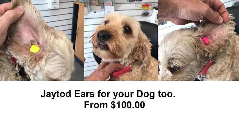 Canine Hearing Protection – Custom Dog Earplugs Starting At $150 1