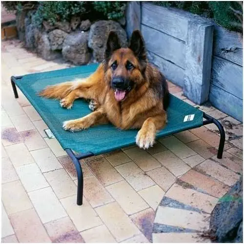 Elevated Dog Cot For Indoor/Outdoor Use – Brunswick Green, Large Size 1